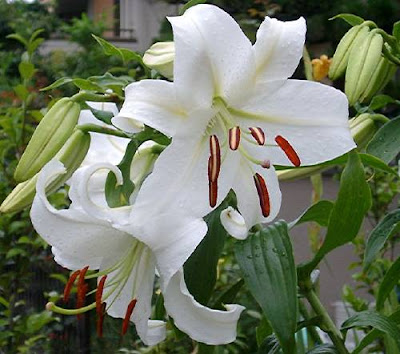 white lily