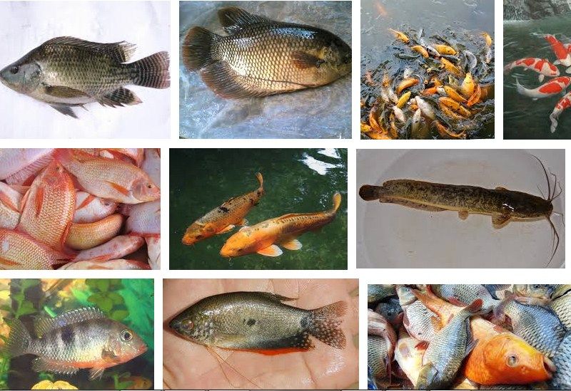 Ide Spesial 19+ Gambar Ikan Air Tawar