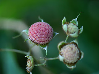 Ronce odorante - Rubus odoratus