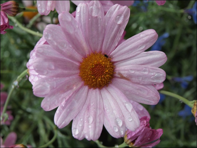 Juli2009 330
