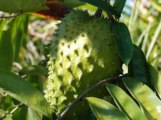 guanabana fruit images