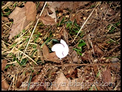 2012 Spring 022