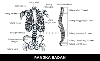 Rangka Badan pada Soal IPA PGSD