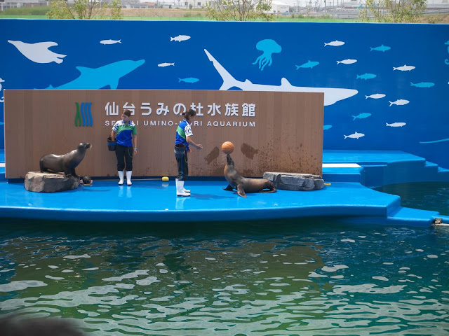 仙台うみの杜水族館 アシカショー