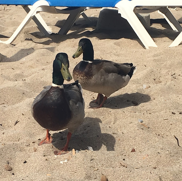 Strand-Enten Port de Sóller