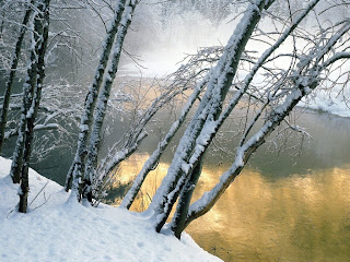 Snow Plants