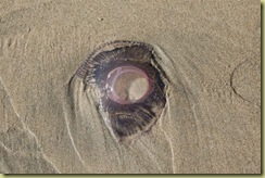 Jelly Fish