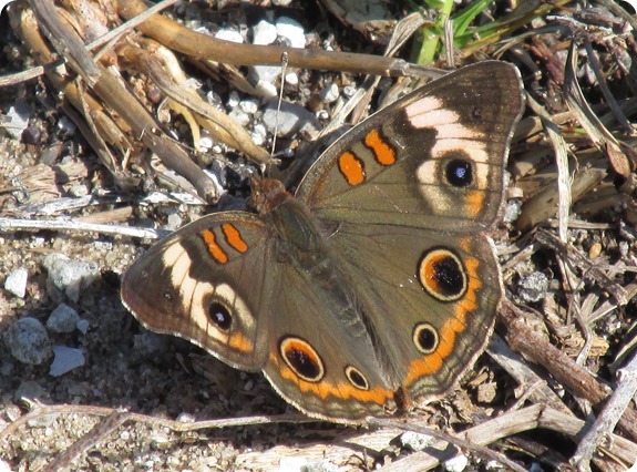 3 Withlacoochee Trail - Common Buckeye Junonia coenia Butterfly (1)