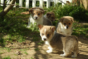 Corgi puppies. How can you resist these cute little faces?