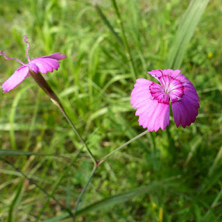 Oeillet à delta - Oeillet couché - Oeillet glauque - Dianthus deltoides 