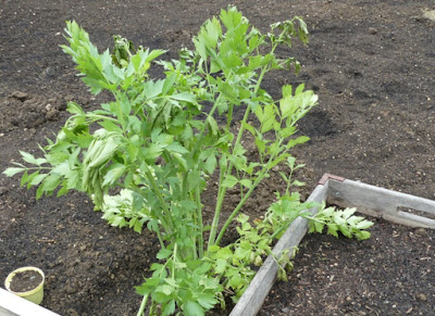 Liebstöckel im Garten 