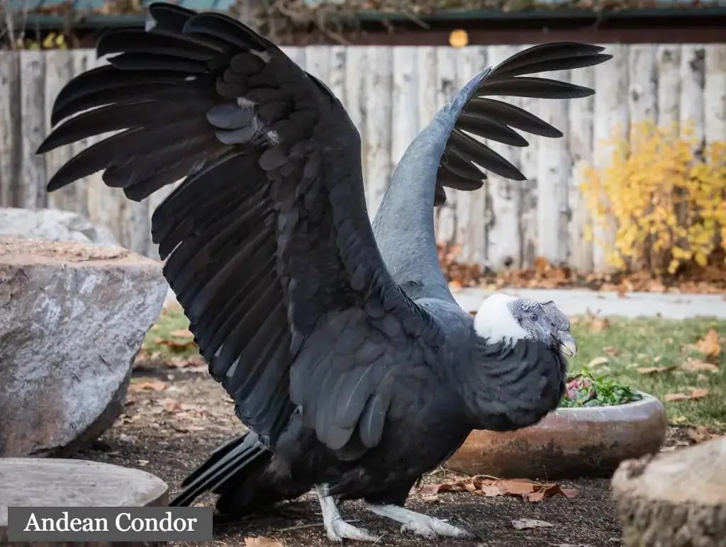 Amazing facts and information about the Andean condor