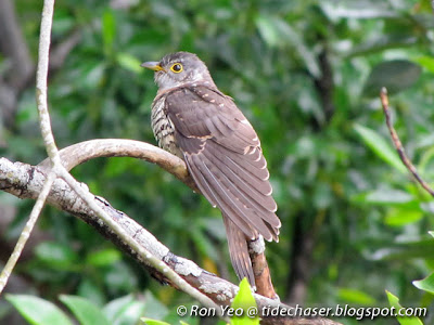 Indian Cuckoo (Cuculus micropterus)