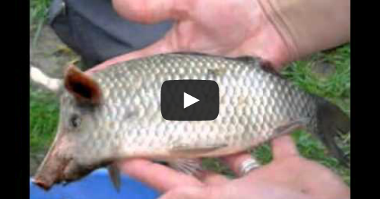 #PELIK :Ikan Berkepala Khinzir Ditemui - Blog Sensasi