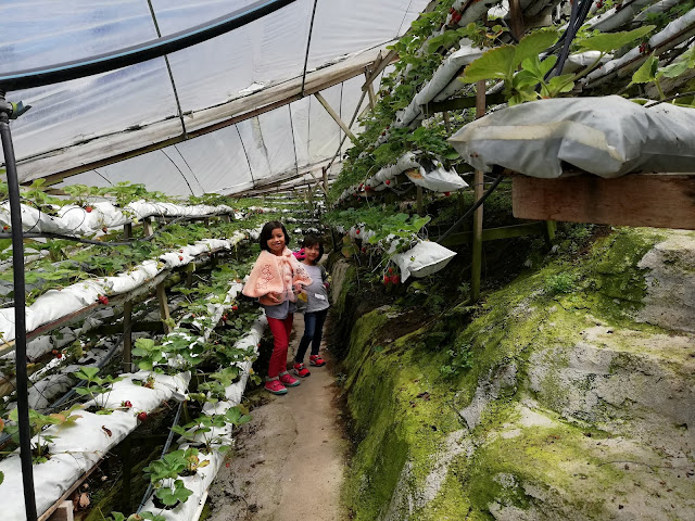 PETIK BUAH STRAWBERRY DI KOK LIM STRAWBERRY CAMERON HIGHLANDS ! - Kalau ke Strawberry Park Cameron Highlands, pilihan kami ialah KOK LIM STRAWBERRY. Sebab apa suka petik strawberry di KOK LIM STRAWBERRY CAMERON HIGHLANDS ? Sebab parking FREE, tak ramai orang.. tenang je nak petik buah strawberry dan ladang KOK LIM STRAWBERRY CAMERON HIGHLANDS pun besar!    KOK LIM STRAWBERRY CAMERON HIGHLANDS