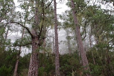 hutan-larangan