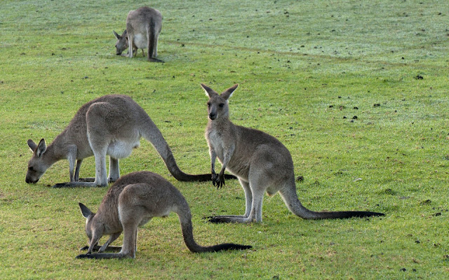 Kangaroo Wallpapers