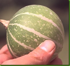 Cucurbita texana
