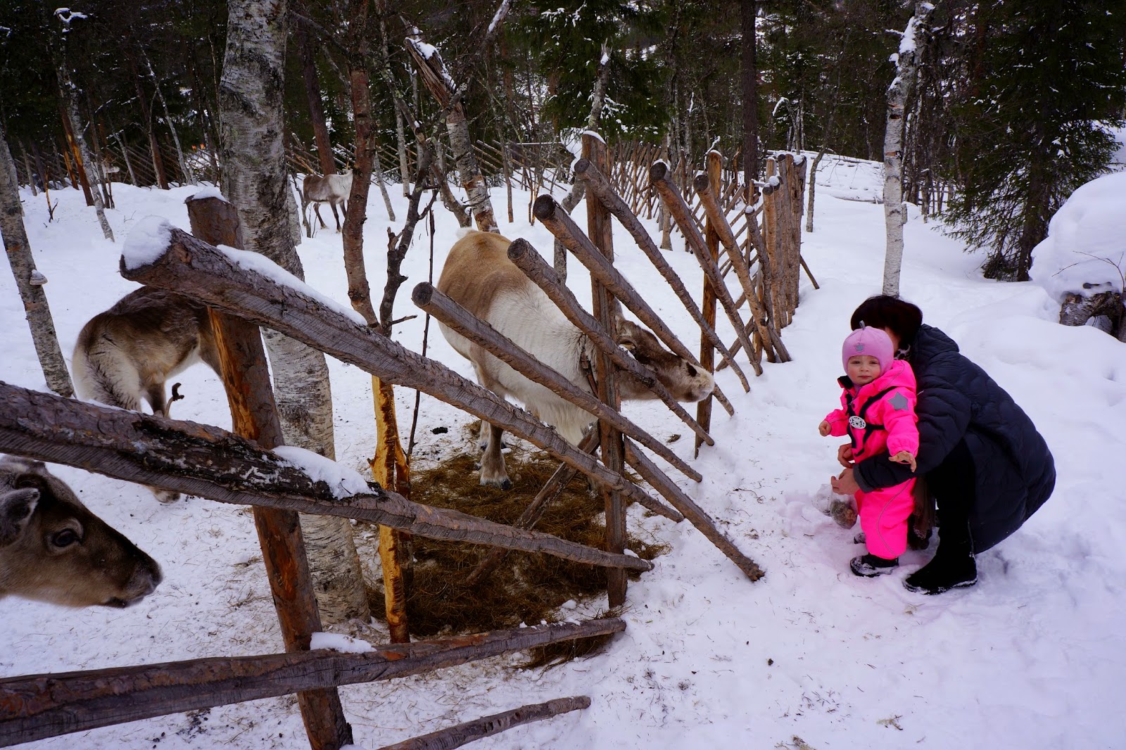 toddler feeding reindeer