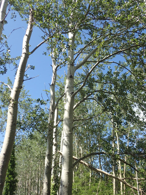 Populus alba