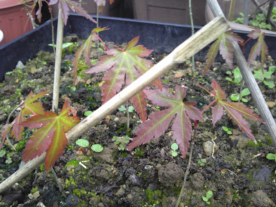 もみじの苗　山採り