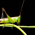 Night Macro Photography at Venus Drive