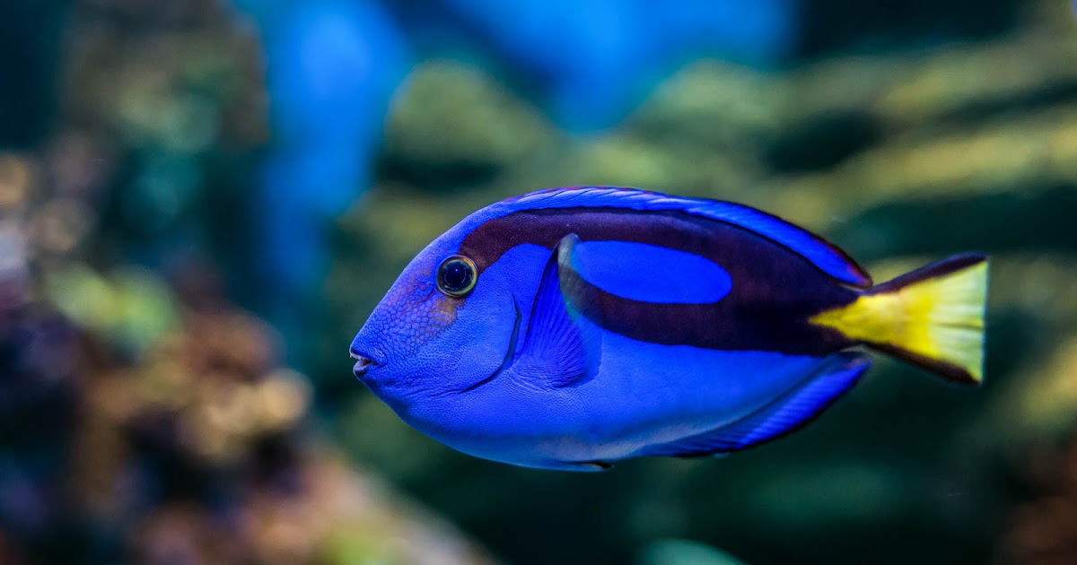 Mengenal Ikan  Blue Tang Si Ikan  Dory  Pemain Film  Finding Nemo