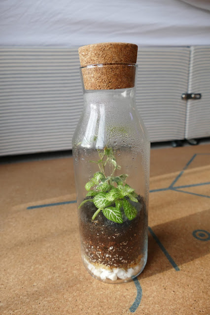 How To Build Your Own Terrarium At Home, DIY Terrariums Shop Review, DIY Terrariums Shop etsy, terrarium kits cheap uk, terrarium kit uk, closed terrarium kit, etsy terrarium kit