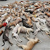 Prefeitura envenena mais de mil cães e promete matar mais 2 mil