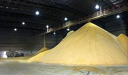 DDGS Dried Distillers Grain ethanol coproduct