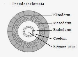 Klasifikasi Kingdom Animalia  Biologi Indonesia