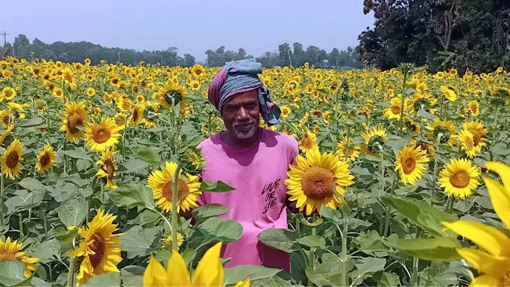 Sunflower flower images download - Sunflower flower images download - NeotericIT.com