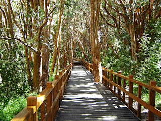 Bosques, Arrayanes, Bariloche, Argentina, Visitar, Turismo