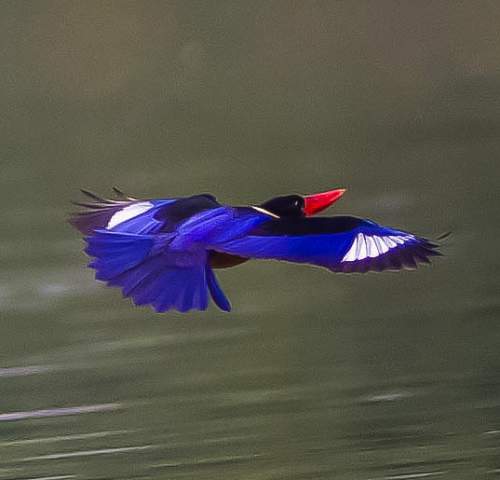 Black-capped kingfisher (Halcyon pileata)