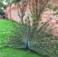 https://stokessauces.blogspot.com/2019/10/peacocks-on-parade.html