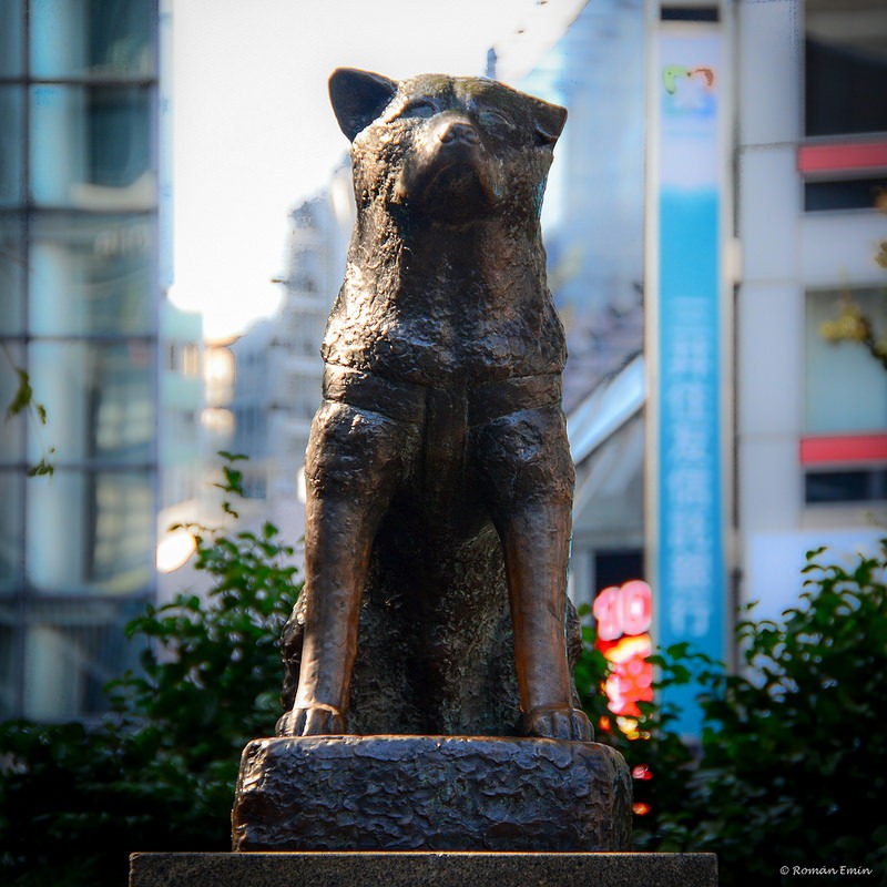 hachiko-12