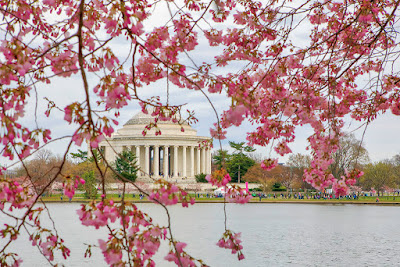 Washington-DC-Cherry-Blossom-Tidal-Basin-Thomas-Jefferson-Memorial