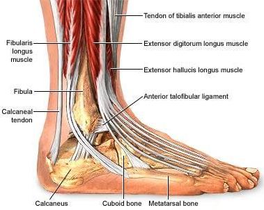 Anatomi Tulang dan Otot Pada Ankle Joint Manusia Pengertian Ankle Joint Sendi ankle adalah sendi yang paling utama bagi tubuh untuk menjaga keseimbangan saat berjalan dipermukaan yang tidak rata. Sendi ini tersusun dari tulang, ligamen, tendon, dan seikat jaringan penghubung (Paul M. Taylor Dp. M., 2002:106).   Anatomi Tulang Ankle Joint Sendi ankle dibentuk oleh empat tulang yang diantaranya adalah sebagai berikut : Tibia Fibula Talus Calcaneus  Anatomi Otot Ankle Joint Otot penyusun dari ankle joint diantaranya dengan sebagai berikut : Otot gastrocnemius Otot soleus Otot fleksor hallucis longus Otot fleksor digitorum longus Otot tibialis posterior Otot tibialis anterior Otot proneus longus Otot proneus brevis Otot popliteus Otot plantaris disatukan oleh tendon achilles Anatomi System Otot dan Saraf Ankle Joint Otot pengerak pergelangan kaki pada gerakan utama yaitu dorsi fleksi adalah otot tibialis anterior disarafi oleh n. peroneus profundus. Otot pengerak plantar fleksi adalah otot gastrknemius yang disarafi oleh n. tibialis dan otot soleus disarafi juga oleh n.tibialis. Otot penggerak eversi adalah otot peroneus longus dan peroneus brevis yang keduanya disarafi n. peroneus superficialis (Chusid, 1993).  Anatomi Ligament Ankle Joint Struktur ankle joint sangatlah kompleks dan kuat karena sendi ankle tersusun atas ligamen-ligamen yang kuat dan banyak. Ligament yang terdapat pada sendi engkel (ankle) berfungsi sebagai struktur yang mempertahankan stabilitas sendi ankle dalam berbagai posisi.   Secara anatomi struktur ligament dari sendi ankle adalah sebagai berikut: Posterior talofibular ligament adalah ligamen yang melekat pada posterior tulang talus dan fibula Calcaneofibular ligament adalah ligamen yang melekat pada tulang calcaneus dan fibula Anterior talofibular ligament adalah ligamen yang melekat pada anterior tulang talus dan fibula Posterior tibiotalar ligament adalah ligamen pada posterior tulang tibia Tibiocalcaneal ligament adalah ligamen yang melekat pada tulang tibia dan calcaneus Tibionavicular ligament adalah ligamen yang melekat pada tulang tibia dan navicular Anterior tibiotalar ligament adalah ligament yang melekat pada anterior tulang tibia dan talus  Fungsi Ankle Joint Pergerakan utama dari ankle joint terjadi pada tulang tibia, talus, dan calcaneus. Ankle joint merupakan sendi engsel, gerakan utama yang dapat dilakukan oleh sendi tersebut adalah dorsofleksi (ekstensi) kaki dan gerakan plantofleksi (fleksi kaki). Gerakan tersebut terjadi karena ankle joint memiliki sumbu melintang (aksis transversal). Namun secara osteokinematika gerakan yang terjadi pada ankle joint adalah plantar fleksi, dorsal fleksi,eversi dan inversi.   Nah itu dia bahasan dari anatomi tulang dan otot pada ankle joint manusia, melalui bahasan di atas bisa diketahui mengenai pengertian, tulang, otot, sistem saraf, ligament, dan fungsi dari ankle joint. Mungkin hanya itu yang bisa disampaikan di dala artikel ini, mohon maaf bila terjadi kesalahan di dalam penulisan, dan terimakasih telah membaca artikel ini."God Bless and Protect Us"