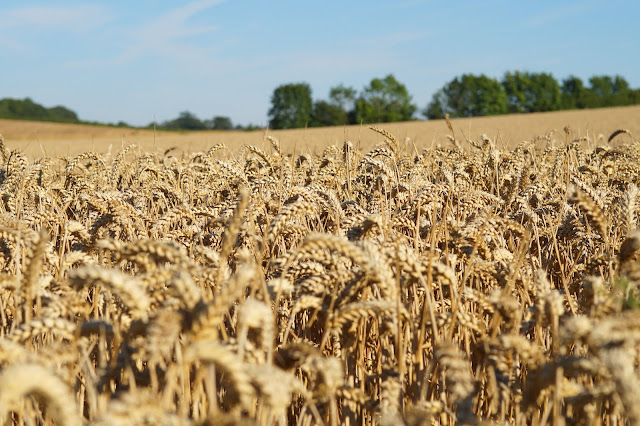 Norfolk countryside landscape photographs 2015