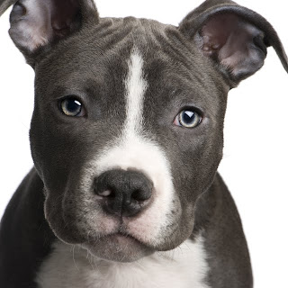 American Pit Bull Terrier Face