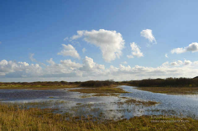 Landscape in Dunes of Texel National Park.