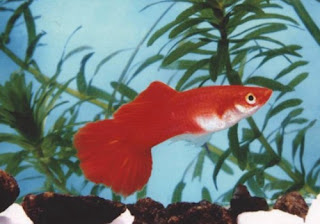 red guppy fish