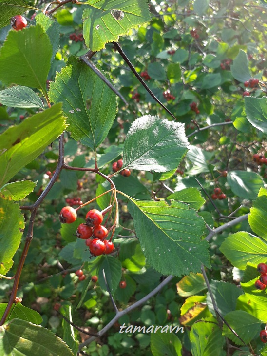 Боярышник крупноколючковый (Crataegus macracantha)