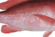 Manfaat Ikan Kakap Merah