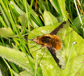 Beefly, Bombylius major.  Churchyard of the Church of St. Mary,  Kemsing, 12 April 2014.