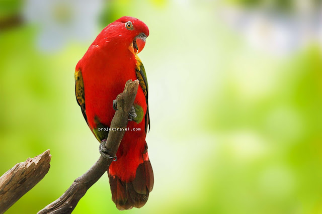 Taman Burung Kuala Lumpur