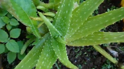 Aloe Vera To Treat Psoriasis Eczema Dermatitis Other Skin