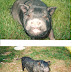 Pig do's and Donts Tips to help Keep Your Pigger Family Healthy