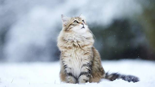 Siberian Forest Cat