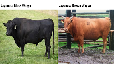 Japanese Black Wagyu